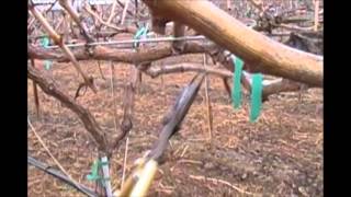 How to Prune a CordonStyle Grapevine [upl. by Loseff]