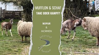 Mufflon und Schaf  ein Schein Kampf lebenshof [upl. by Nwahsad]