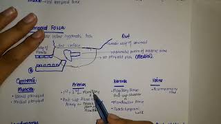 Anatomy of Infratemporal fossa [upl. by Ojok758]