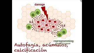 12 Lesión celular Autofagia calcificación patológica y envejecimiento celular [upl. by Nevak968]