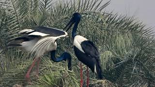 Black Necked Stork  Nesting [upl. by Amaso]