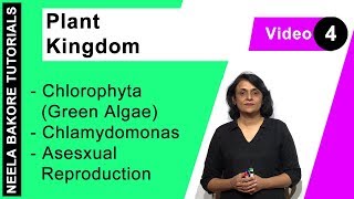 Plant Kingdom  NEET  Chlorophyta Green Algae  Chlamydomonas  Asesxual Reproduction  Dr Neela [upl. by Anirrehs]