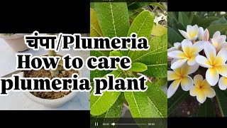 care of champa plant plumeria plant care✅gardening plumeria howtocare garenafreefire [upl. by Goldy]