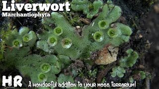 LIVERWORT  marchantiophyta  building a terrarium Add some liverwort and watch it grow [upl. by Mikel]