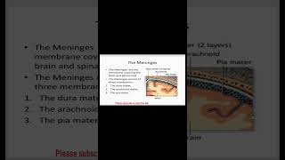 ►Layers Of Meninges [upl. by Esau94]