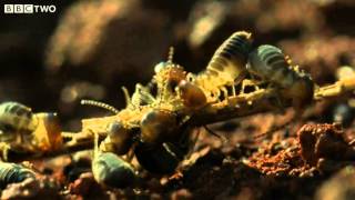 The Giant Anteater and the Termites  Secrets of our Living Planet  Episode 2  BBC Two [upl. by Ecinahc]