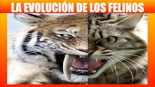 La EVOLUCIÓN de los FELINOS [upl. by Stoddart649]