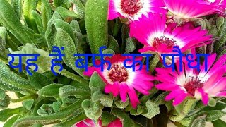 HOW TO CARE Mesembryanthemum BURF PLANT MY OTHER VIDEOS STRAWBERRY FARMING VIDEO 👉httpsy [upl. by Justina]