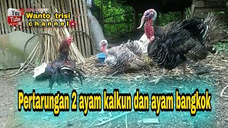 Ayam Kalkun bronze ngamuk menyerang ayam bangkok [upl. by Bellis468]