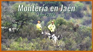 💥🐗 MONTERÍAS EN ANDALUCÍA 💥🐗 Videos de Caza [upl. by Iroj786]