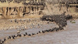 Wildebeest Crossing Mara River Masai Mara MigrationWildebeest Migration Masai Mara River Kenya [upl. by Abeh]