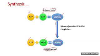 Lecture 23  Stringent Response [upl. by Leumhs684]