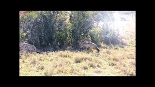 Amazing Jackal  Cheetah Chase on Ol Pejeta [upl. by Aohsoj147]