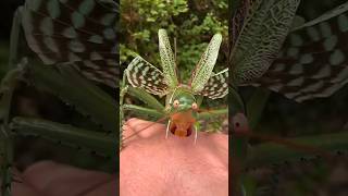 Types of Katydids Part 2 insects shorts [upl. by Asenav]