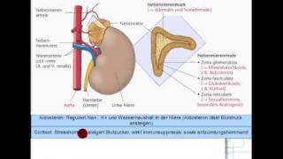 ACTH Cortisol Androgene Aldosteron 58 [upl. by Broderic]