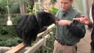 Bearcat Binturong vs GatorCincinnati Zoo [upl. by Kolb]