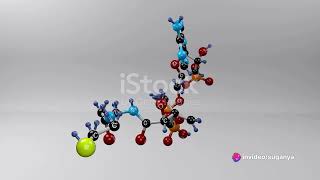 Fatty Acid synthesis [upl. by Schoenfelder]