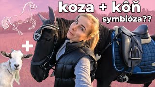 Prešla Penge potok 🌊 Mini koza🐐 a kôň 🐴  video so psami a koňmi  jazdenie na koni [upl. by Hoo]