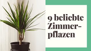 Die 9 beliebtesten Zimmerpflanzen für Ihr Zuhause  Voll im Trend [upl. by Ahsienar313]