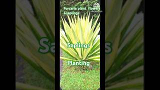 Mdcreations15z  furcaria plant saplings ampplantingutube shorts utube viral shorts [upl. by Jaquelin]