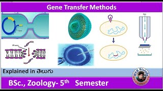 Gene Transfer Methods Chemical Transduction  conjugation  gene gun  micro injection HSR Bioinfo [upl. by Eelannej]