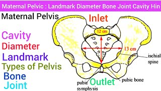 Maternal Pelvic  Anatomy Structure Landmark Diameter Inlet Outlet Cavity Bone Joint Types [upl. by Tlevesor]