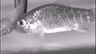 Scalebiting by a Cyprinodon pupfish from San Salvador Island Bahamas [upl. by Aerdnaed]