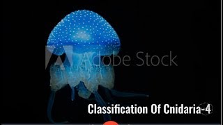 Classification of Cnidaria Anthozoa Scyphozoa Hermit crabsea anemone NEET [upl. by Nylirem]