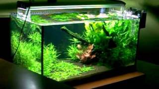 Akwarium 63l Planted Tank  Small Island [upl. by Alded757]