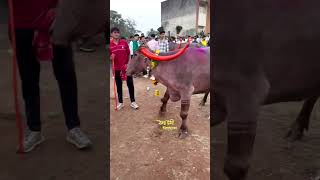 कसं मारतय घोड 💯🔥  buffalo race tending animals sharyat youtubeshort [upl. by Aniuqal]