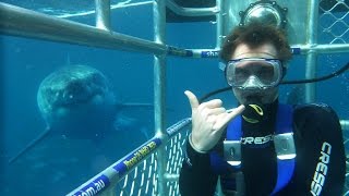 Great White Shark Cage Diving Adventure in Neptune Islands Port Lincoln South Australia [upl. by Osnerol]