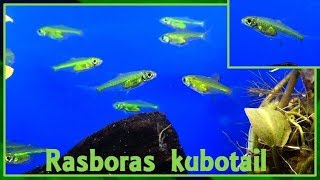 Microdevario kubotai  Kottelat amp Witte 1999  Cyprinidae  Rasboras kubotai  France  102017 [upl. by Akimit]