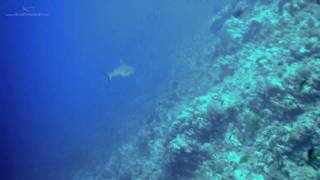 Grey Reef Sharks on Brothers Islands [upl. by Martreb]