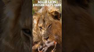 Thrilling Experiencing Krugers Male Lion [upl. by Denison]