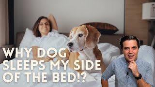 Why Does My Dog Sleep on My Side of the Bed  Dog sleeping position meaning [upl. by Edahsalof]