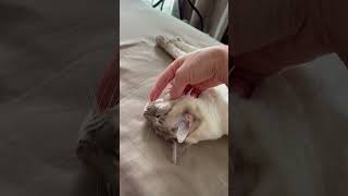 Утренние нежности андрелла cat catlover marcelandarchie pets shortsvideo andrella cute [upl. by Dnaltiak736]