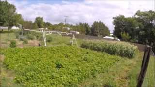 Mini irrigation garden center pivot [upl. by Ttennej]