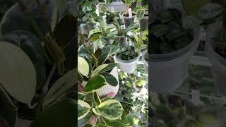 Hoya australis Blondieʼ хойя аустралис Блонди цветыplantsмояколлекциядомашнихрастений [upl. by Nordgren375]