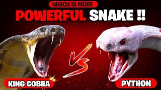 King Cobra vs Python Who Survives This Wild Encounter [upl. by Galasyn648]