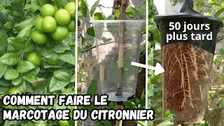 Comment obtenir un Citronnier Nain marcotage du citronnier [upl. by Nnyw]