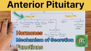 Anterior Pituitary Gland in hindi l Hormones l Mechanism of regulation l Function [upl. by Witt925]