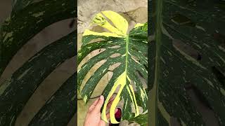 HUGE Rare Monstera Thai Constellation Live Plant [upl. by Tellford]