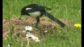 Wohlfühlwetter für Schnecken  ein Regentag im Garten [upl. by Emoryt127]