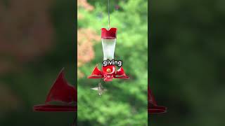 Fascinating Hummingbirds The Only Birds That Fly Backwards 🌸 Hummingbird Nature birds [upl. by Platon728]