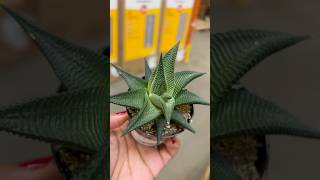 Altman Plants™️Haworthia limifolia ‘Twister’ plants houseplants shorts [upl. by Cran]