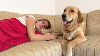 What Does a Golden Retriever do when He Finds His Owner Sleeping [upl. by Kapor811]