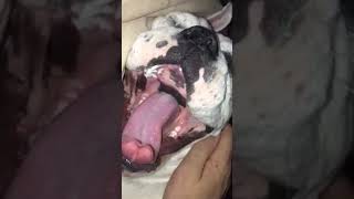 Bulldog Idiopathic Head Tremor Dr Kraemer Vet4Bulldog Bully Specialist [upl. by Arrak]