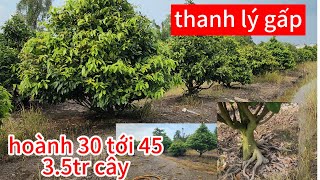 Mai tết 2025 hoành 30 tới 45 solo 35tr bao bứng lên xe 0901379003 [upl. by Celinda]