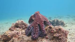 Octopus changes color and texture  Eilat [upl. by Enylodnewg]