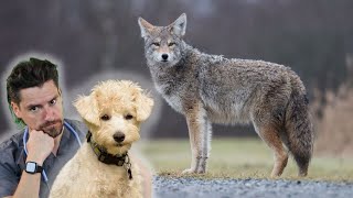 Dog Survives 3 Coyote Attack [upl. by Aicekan46]